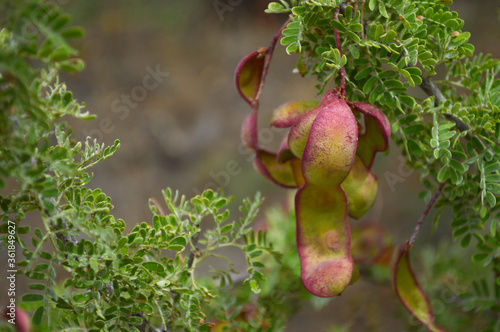 Red mesquite pod hanging from branch