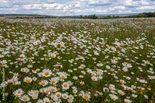 Summer sunny day in the meadow with blooming daisies.