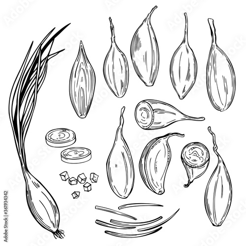 Hand drawn shallot onion (Allium ascalonicum). Vector sketch illustration.