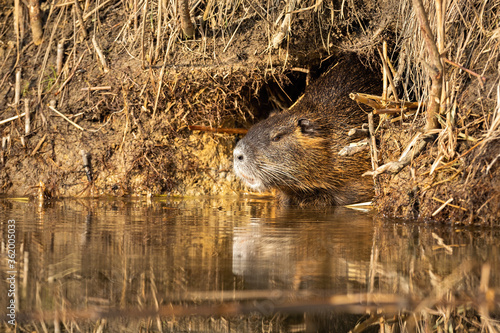 Calm nutria, myocastor coypus, resting in burrow in summertime. Uninterrupted coypu laying on lair in water. Wild river rat hiding in hole on riverside.