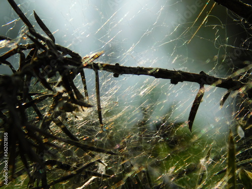 Sieć pajecza w słonecznym świetle spider web in sunny light