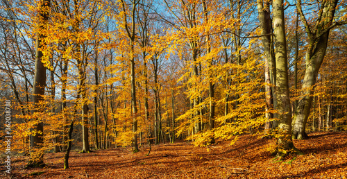Sunny Forest of Beech Trees in Autumn, Müritz-Nationalpark, Germany