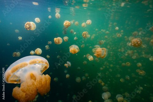 jelly fishes in the palau