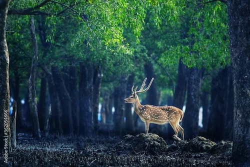 National Forest of Bangladesh 