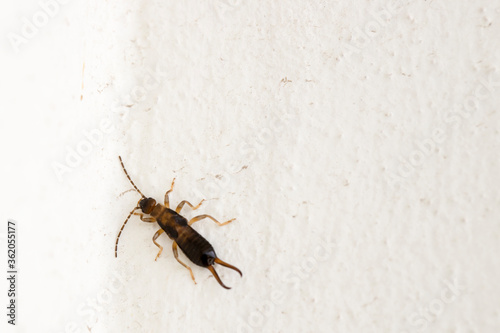 Male of Forficula auricularia European earwig. Close up.