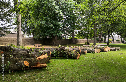 Aberdeen, Scotland/UK - July 2, 2020: Cut tree trunks waiting to be collected in Victoria Park. 
