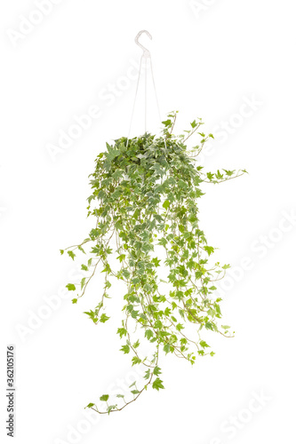 ivy leaves in hanging pot isolated on white background