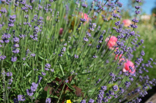 Purple lavender in the summer garden