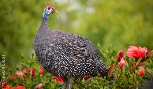 Helmeted guineafowl standing in a green bush with red flowers.