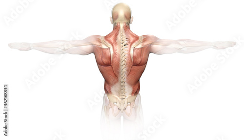 Back muscles of a man with spine, medically 3D illustration