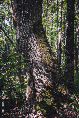 a trunk in the forest overgrown with moss. outdoor recreation concept.