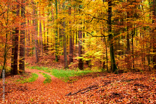 Gold and brown path in the forest at autumn, Poland