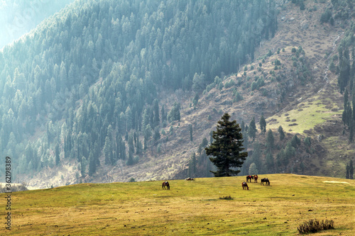 Sight Seeing by Tourists at Aru Valley While Horses are grazing, Kashmir, India