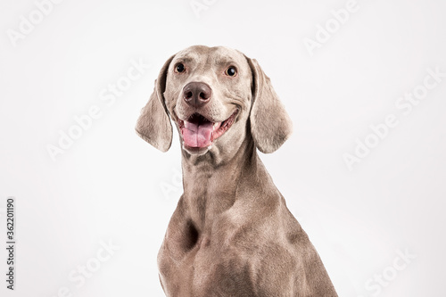 stock photography gray weimaraner breed dog on white background