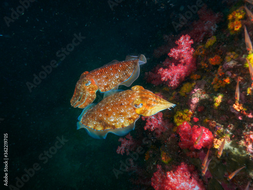 Pharaoh cuttlefish mating at the coral bommie