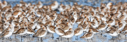 A flock of Western Sandpipers gathers along the Alaskan coast during spring migration.