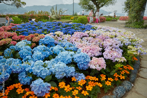 Hydrangea at Glover Garden, Nagasaki, Japan