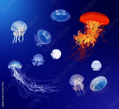 set of jellyfish illustrations