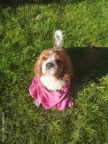 Pies Cavalier King Charles Spaniel suszy się w słońcu na ogrodzie po kąpieli.