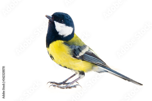 titmouse bird on a white background, great tit, Parus major, oxeye close up, spring. Symbol of the positivity and joy