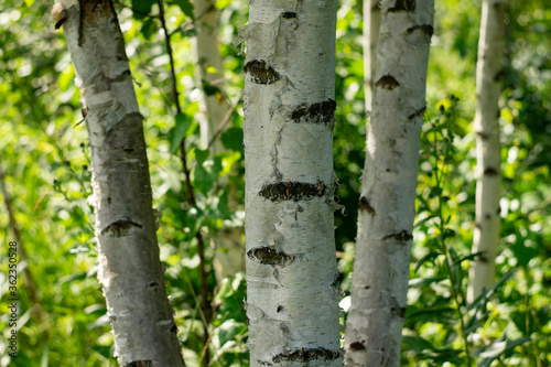 Trunks of young white birches on a sunny summer day