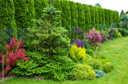 Korean fir tree and shrubs garden design