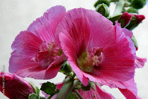 kwiaty roslin z rodzaju malwa rosnace przy ogrodzeniach domow w miescie bialystok na podlasiu w polsce