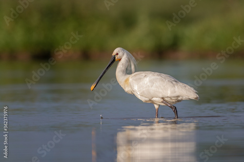 Common spoonbill (Platalea leucorodia) wading