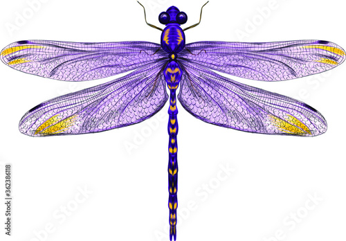 purple dragonfly with delicate wings vector illustration 