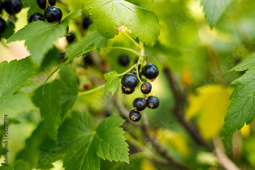 Branch of black currant in the garden