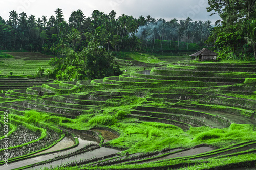 greenish rice fields with lines on bali in Indonesia