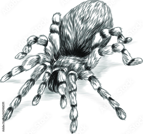 tarantula spider black and white sketch vector illustration 