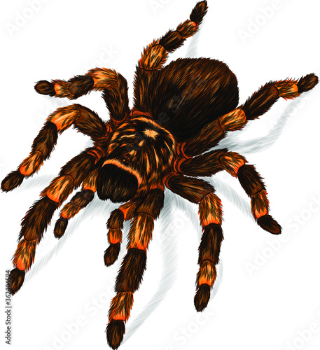 tarantula spider black brown orange print vector illustration