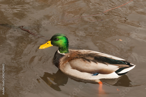 Pato, Ánade real