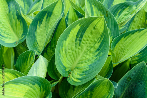 Monochromatic green variegated Hosta leaves, as a nature background 