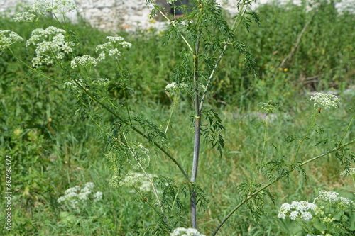 Conium maculatum, the hemlock or poison hemlock, is a highly poisonous biennial herbaceous flowering plant in the carrot family Apiaceae.