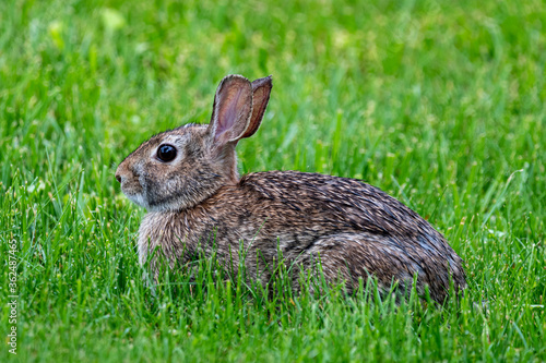 Eastern cottontail rabbit sitting surrounded by green grass