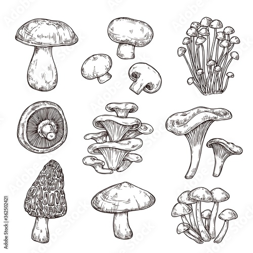 Sketch mushroom. Nature ingredients, tasty mushrooms champignon portobello. Isolated vegetarian food, gourmet forest elements vector set. Sketch mushroom raw, champignon edible illustration