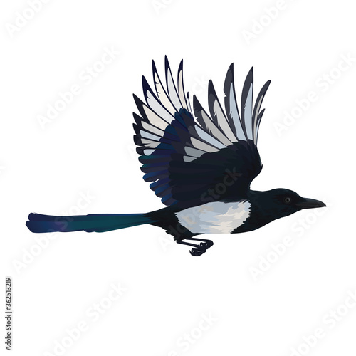 Colorful vector illustration of intelligent bird Eurasian Magpie in hand drawn realistic style isolated on white background. Realistic magpie flying. Element for your design, print, decoration.