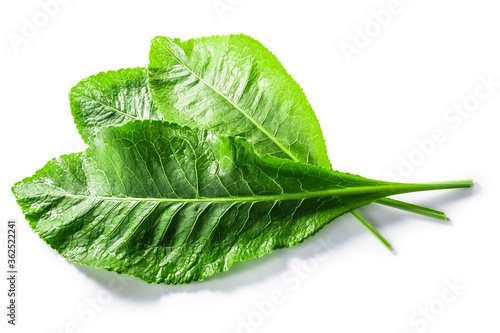 Horseradish leaves (Armoracia rusticana foliage) isolated w clipping paths, top view