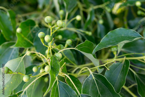 A close up shot of camphor laurel seeds and leaves. Cinnamomum camphora is a species of evergreen tree that is commonly known under the names camphor tree, camphorwood or camphor laurel.