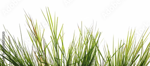 Green grass blades row isolated on white background with clipping path