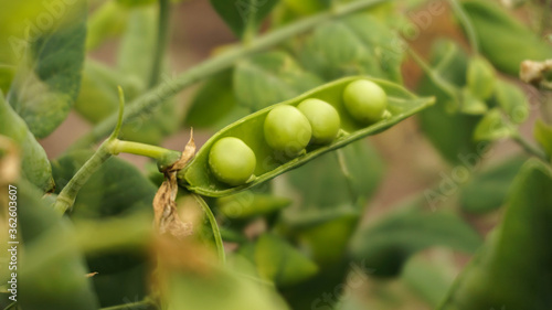 fresh green peas in pods, summer day