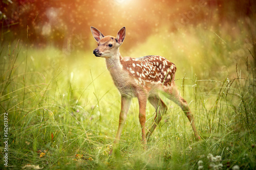 Postcard baby deer Bambi in the grass in summer on a Sunny day