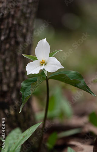 Close up of trillium flower blooming on the forest floor in Ontario.