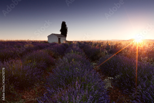 Stunning landscape with lavender field at sunrise. Blooming violet fragrant lavender flowers with sun rays with warm sunset sky.