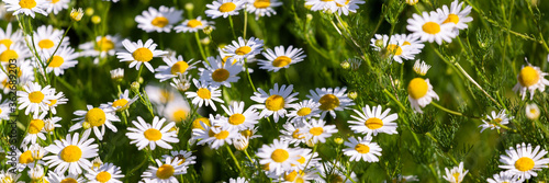 Wild chamomile oxeye daisy meadow background. Nature pattern