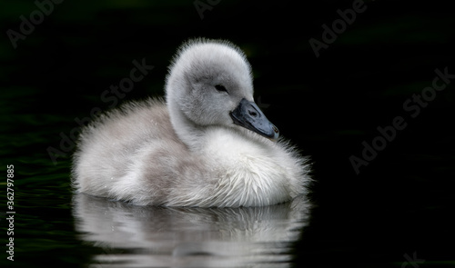 Mute Swan Cygnet