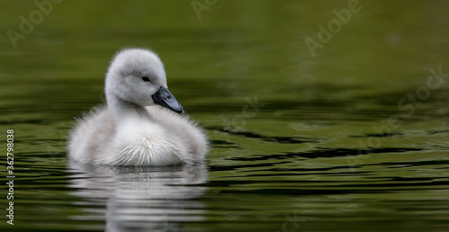 Mute Swan Cygnet