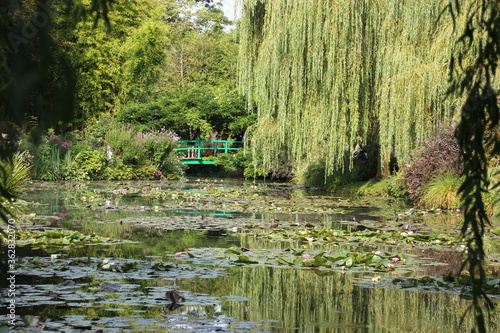 Lago con un sauce y nenufares